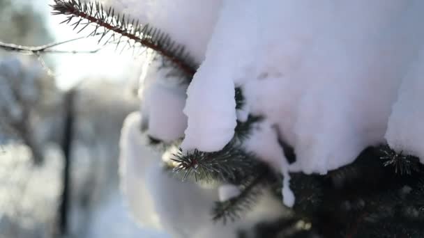 Χειμερινή Χώρα Των Θαυμάτων Στο Χιόνι Κάλυψε Δάσος Και Ήλιο — Αρχείο Βίντεο