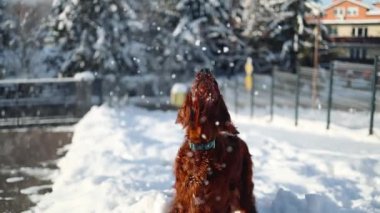 Irish Setter dog on snowy field in winter. Pedigree dog playing with snowflakes on a sunset