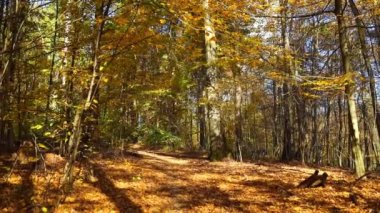 Colorful falling autumn leaves. Beautiful tree with yellow leaves in autumn forest. Golden tree leaves falling in slow-mo. Golden autumn tree at the lake shore with leaves falling. 