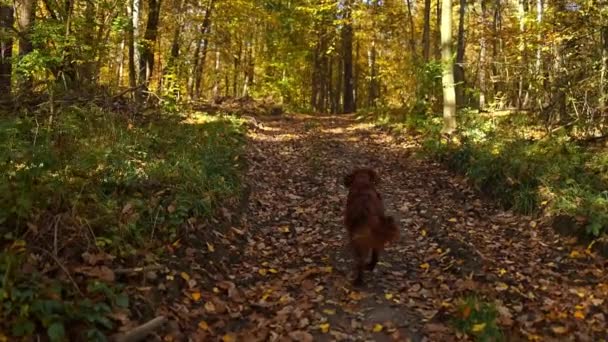 Irish Setter Dog Eco Nature Autumn Park — Vídeo de Stock