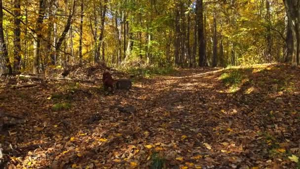 Irish Setter Dog Eco Nature Autumn Park — Vídeo de Stock