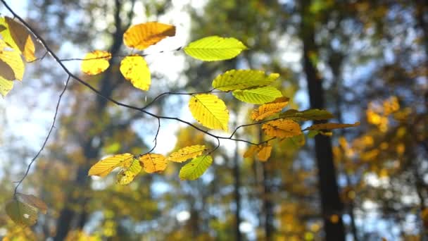 Green Yellow Fresh Leaves Moving Agains Blue Sky Sunlight Beams — Stockvideo