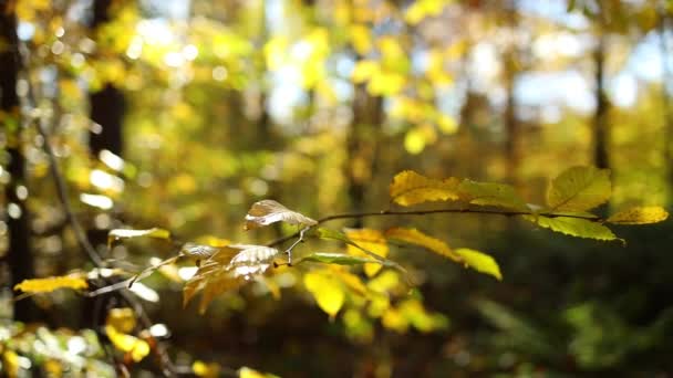 Sun Breaking Green Leaves Blurred Bokeh Background Abstract Nature Background — Stockvideo