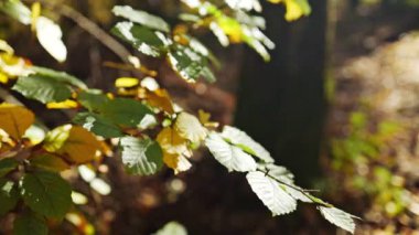 Green yellow fresh leaves moving agains blue sky with sunlight beams. Natural ecology 