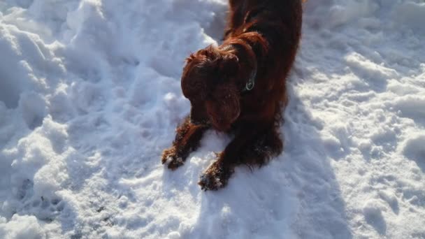 ハッピーアイルランド森の近くの冬のフィールドでセッター犬の遊び 純血種のペットは自然に雪の中を走る 高品質4K映像 — ストック動画