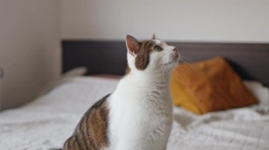 Cute straight grey tabby cat sits on bed and looking at the camera in soft morning light. High quality photo