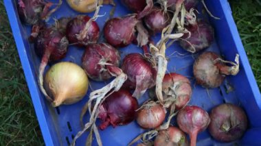 Purple Onions. Fresh purple onions in a plastic box. Harvest. High quality 4k footage