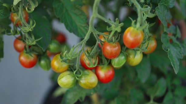 Beautiful Red Ripe Heirloom Tomatoes Grown Greenhouse Gardening Tomato Photograph — Wideo stockowe