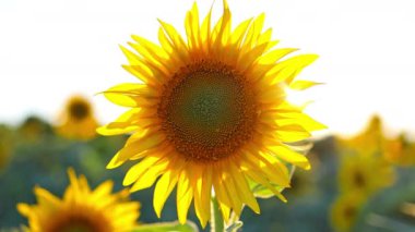 4k Sunflowers on blue sky background. Fields with sunflowers in the summer. Agricultural industry, production of sunflower oil. 