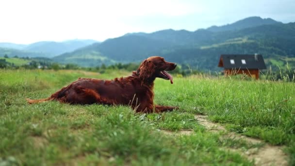 Beautiful Red Purebred Irish Setter Dog Lies Rests Green Grass — Stock video