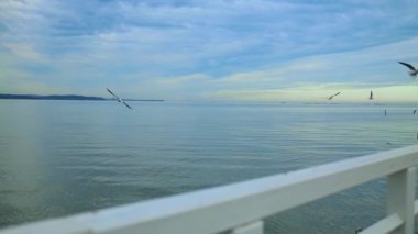 Seagull on a pier with the sea in the background. High quality FullHD footage