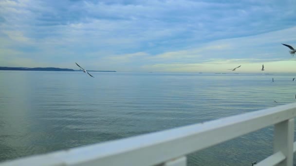 Seagull Pier Sea Background High Quality Fullhd Footage — Vídeos de Stock