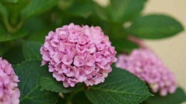 4k Hydrangea, soft focus, noise added. Beautiful flowers. Beauty in nature. Hydrangea macrophylla - Beautiful bush of hydrangea flowers in a flowers market. 