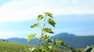 Summer panoramic View of the Peniny mountain valley. 4k footage