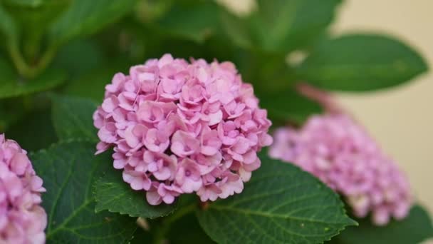 Hydrangea Soft Focus Noise Added Beautiful Flowers Beauty Nature Hydrangea — Stock videók