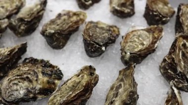 Close up of fresh oysters lie on the counter on ice in store. Oysters for sale at the seafood market. Fresh oysters selective focus. 
