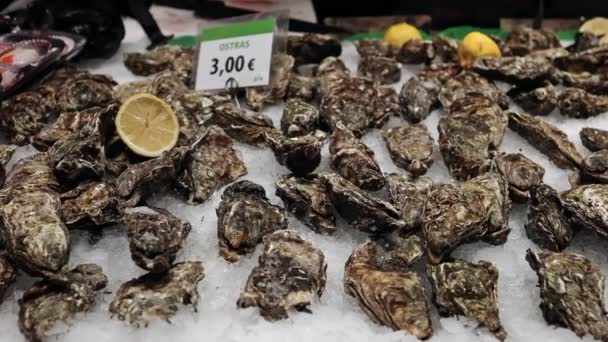 Close Fresh Oysters Lie Counter Ice Store Oysters Sale Seafood — Stockvideo