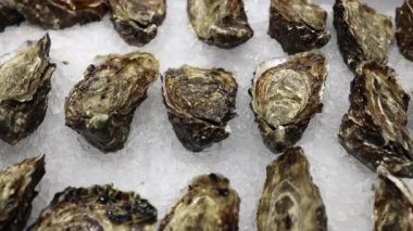 Close up of fresh oysters lie on the counter on ice in store. Oysters for sale at the seafood market. Fresh oysters selective focus. 