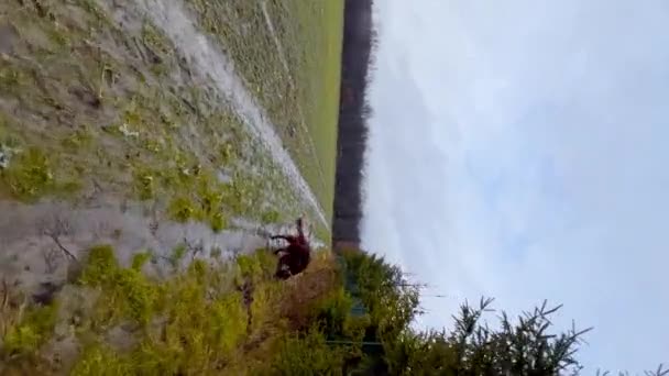 Irish Setter Dog Eco Nature Autumn Field — Vídeo de Stock