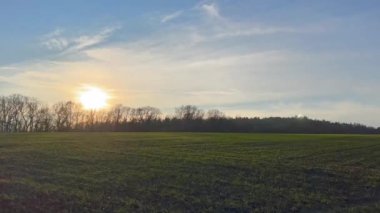 4k Panorama otlakta otlayan inekler çim damlaları ve sabah sisi ile kaplı, ve arka planda küçük bir sis içinde gün doğumu. 