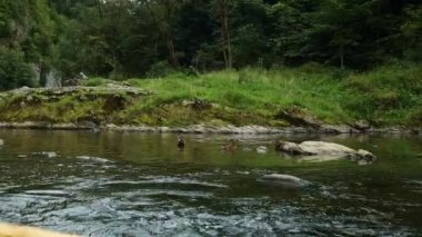 Pieniny Ulusal Parkı 'ndaki güzel Dunajec nehri Slovakya. Güzel güneşli bir sonbahar gününde Polonya ile Slovakya arasındaki doğal sınır.. 