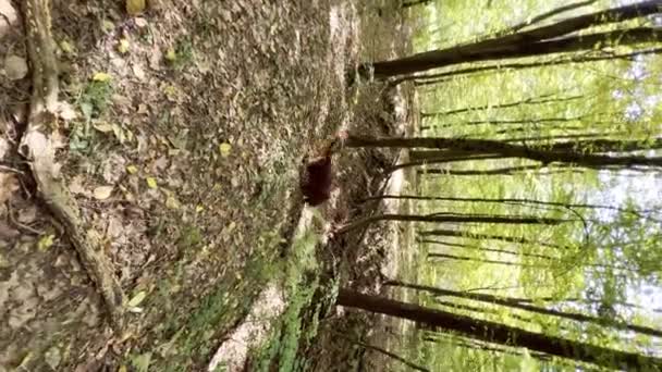 Happy Irish Setter Dog Walking Playing Running Jumping Autumn Forest — ストック動画