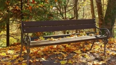 4k old wooden bench in city park. natural vintage autumn background. 