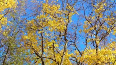 Colorful falling autumn leaves. Beautiful tree with yellow leaves in autumn forest. Golden tree. 4k footage