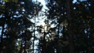 4k Panorama of foggy forest. Fairy tale spooky looking woods in a misty day. Cold foggy morning in horror forest. 