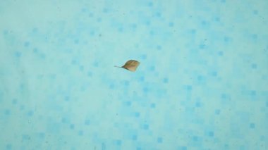 4k Cleaning swimming pool of fallen leaves with skimmer net equipment against sun resort loungers 