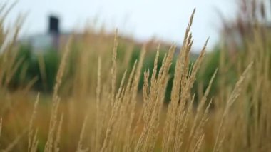 Beautiful nature landscape. Yellow meadow under blue sky with clouds. 