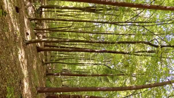 Wunderschönes Waldpanorama Mit Heller Sonne Die Durch Die Bäume Scheint — Stockvideo