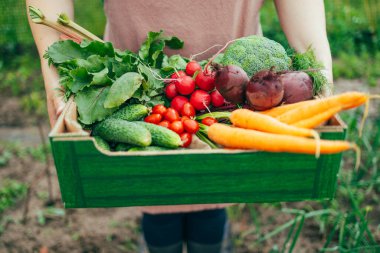 Female farmer holding a box with assortment of fresh organic vegetables. Healthy organic food, vegetables, agriculture 