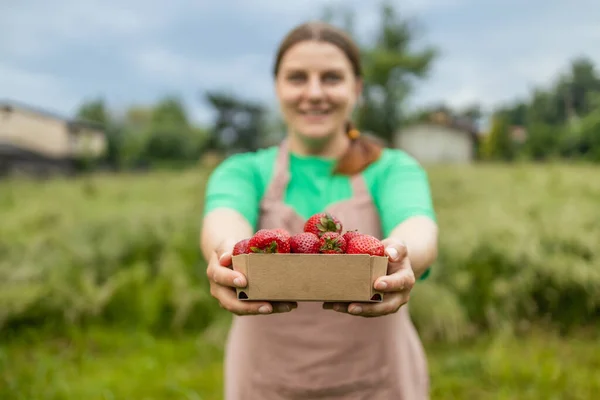 Female harvesting red fresh ripe organic strawberry in garden. Woman picking strawberries in field, closeup.