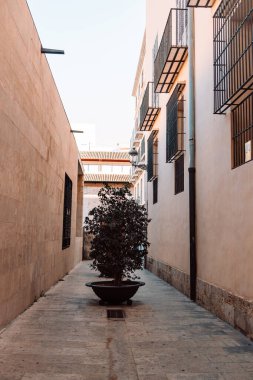 Valencia, İspanya 'nın eski bir kasabasında eski rahat bir caddede çiçek saksılarında mini ağaçlar. Dinlenme yeri. Eski şehrin dar ve pitoresk sokakları..
