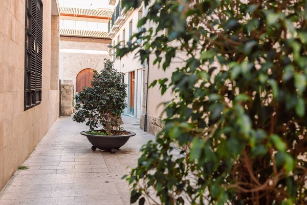 Valencia, İspanya 'nın eski bir kasabasında eski rahat bir caddede çiçek saksılarında mini ağaçlar. Dinlenme yeri. Eski şehrin dar ve pitoresk sokakları..