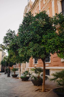 Çok katlı binanın ön bahçesinde meyve bulunan portakal ağacının yakın görüntüsü. Portakallar bir ağaç dalında yetişir. Valencia, İspanya. 