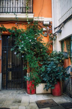 Valencia, İspanya 'nın eski bir kasabasında eski rahat bir caddede çiçek saksılarında mini ağaçlar. Dinlenme yeri. Eski şehrin dar ve pitoresk sokakları..