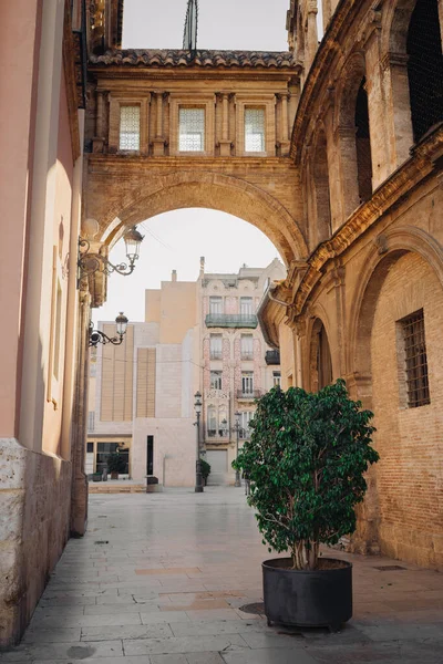 バレンシアスペインゴシック大聖堂教会 旧市街の居心地の良い古い通りに花のポットのミニ木 — ストック写真