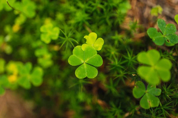 Glückliches Irisches Kleeblatt Auf Dem Feld Zum Patricks Day — Stockfoto