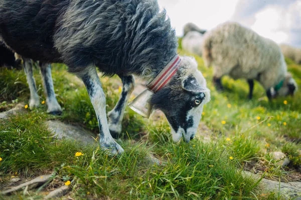 全景听到了羊群在绿茵的草地上吃草的声音 背景是群山 — 图库照片