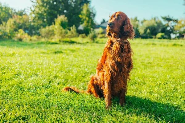 Irish Setter Hund Vor Laub Sonnenuntergang Licht Bokeh Hintergrund Entzückendes — Stockfoto
