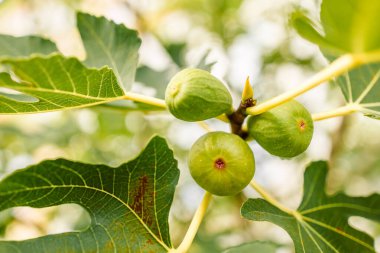 Ficus carica. Bir incir ağacının yeşil çiğ meyveleri ve yaprakları baharın başlarında bir dalda yetişir. Akdeniz tarzı. Taze yeşil meyveler. 