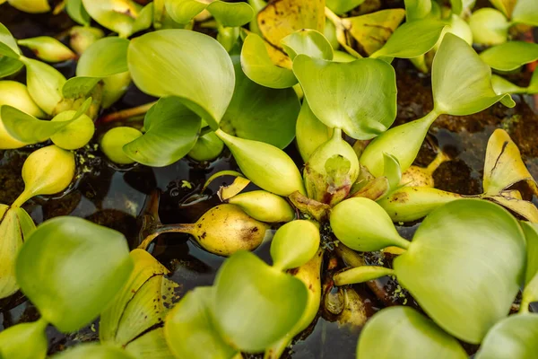leaves of water hyacinth, floating water hyacinth are floating on the river or pond or lake. High quality photo