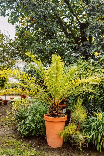 Palmier Pot Orange Jardin Photo Haute Qualité — Photo