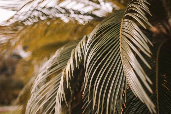 Tropické Palmové Listy Botanické Zahradě Květinové Vzory Pozadí Tónovaný Proces — Stock fotografie