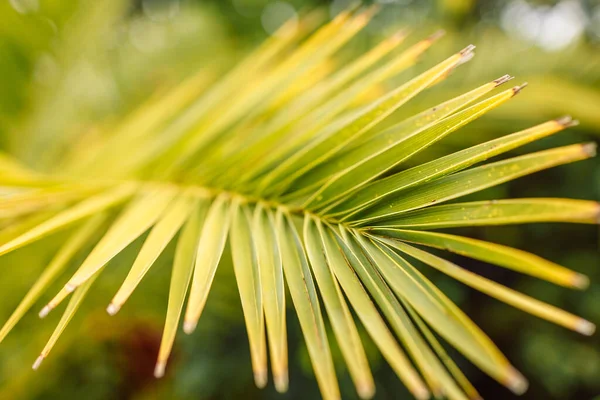 Zblízka Zelený Palmový List Makropovrch Geometrie Přírodě Selektivní Zaměření — Stock fotografie