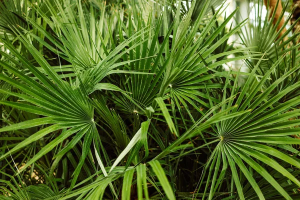 Palmeira Baixa Com Grandes Folhas Verdes Parque Botânico Jardim Conceito — Fotografia de Stock