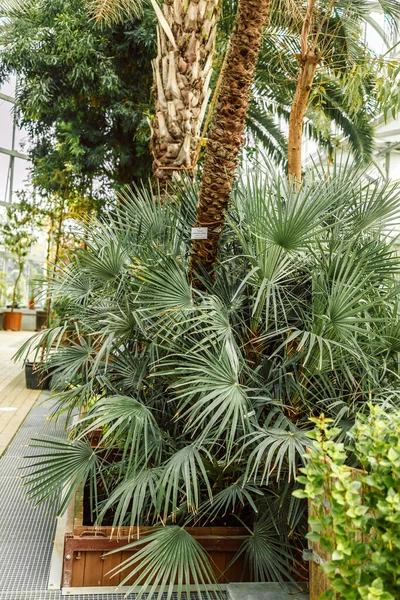 Nízké Palmy Velkými Zelenými Listy Botanickém Parku Koncept Letních Prázdnin — Stock fotografie