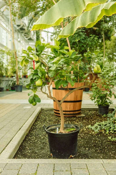 Čerstvé Zelené Citrónové Plody Visící Větve Limetová Zahrada Zdravá Výživa — Stock fotografie